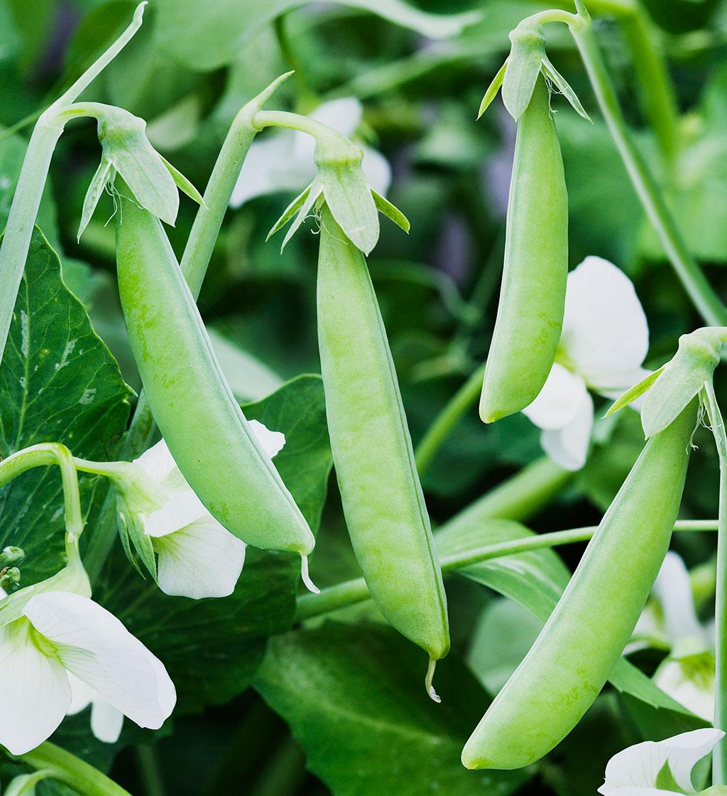 Pea Petite Pois Flovert - Pisum sativum flavert Pre order