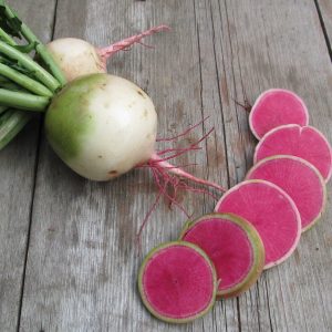 Radish Misto Rose Flesh - Raphanus sativus Pre Order