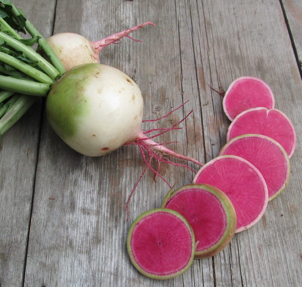 Radish Misto Rose Flesh - Raphanus sativus Pre Order