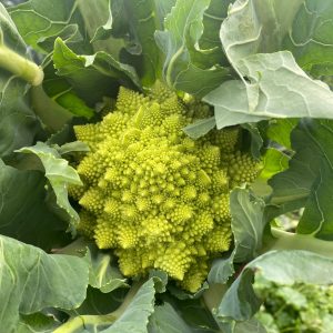 Romanesco Precoce Cauliflower - Brassica oleracea var botrytis Pre order