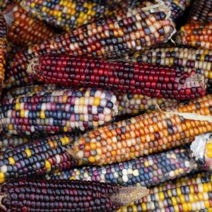 Sweetcorn Popcorn Fiesta mix colour - Zea mays var Everta Pre Order