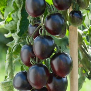 Tomatoe Black Moon F1 - Solanum lycopersicum Pre order