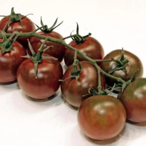 Tomatoe Sunchocola F1 Chocolate Colour - Solanum lycopersicum