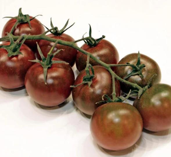 Tomatoe Sunchocola F1 Chocolate Colour - Solanum lycopersicum