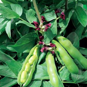 Broad Bean Crimson Flower - Vicia faba Crimson Flowered Pre-order