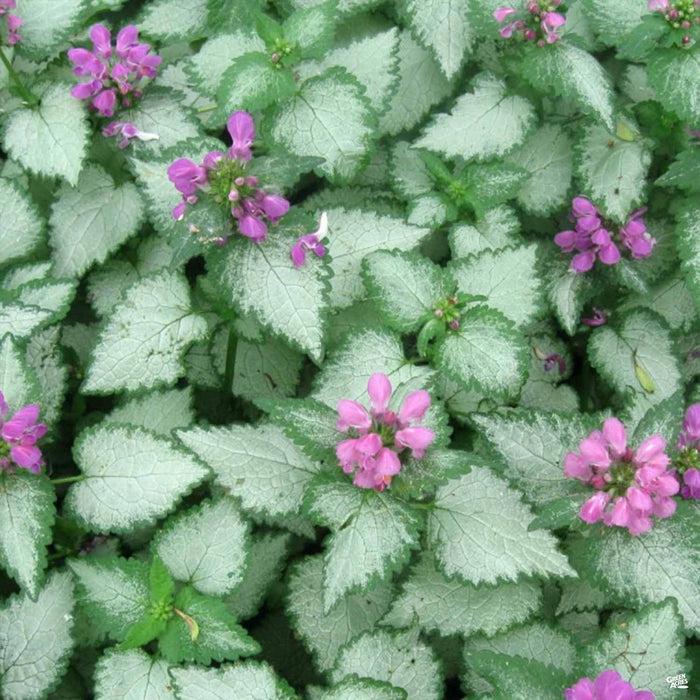 Lamium – Dead Nettles 15cm