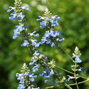 Salvia Uliginosa - Bog Sage 10cm