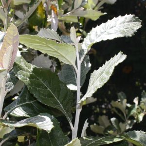 Coast Silver Oak Tree - Brachylaena Discolor 10L bag