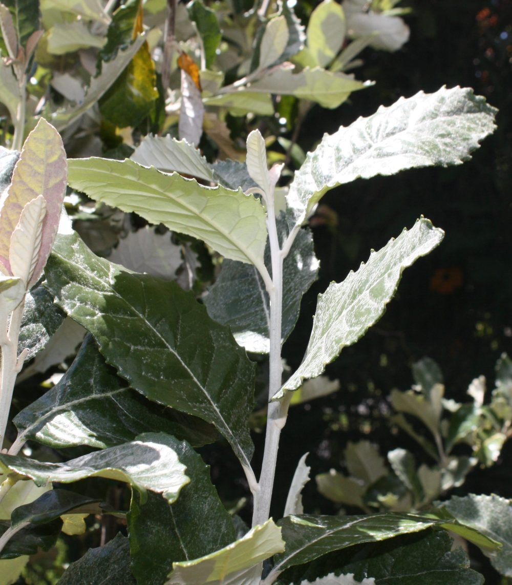 Coast Silver Oak Tree - Brachylaena Discolor 10L bag