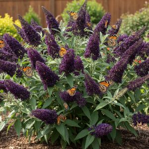 Butterfly Bush Black Knight - Buddleja davidii 10cm