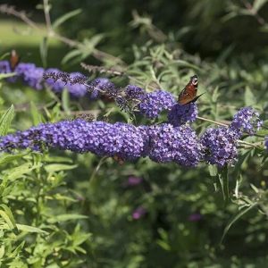 Butterfly Bush Lilac Blue - Buddleja davidii 10cm