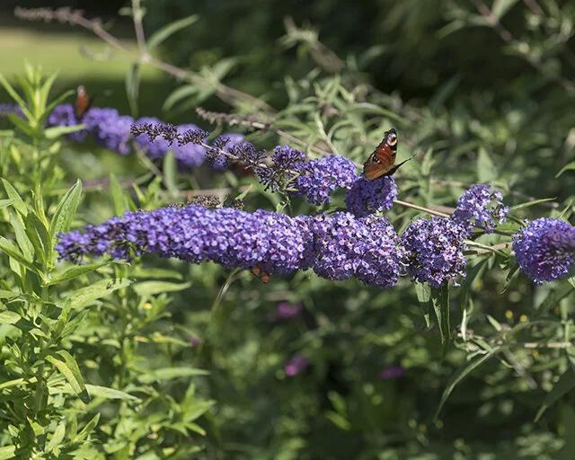 Butterfly Bush Lilac Blue - Buddleja davidii 10cm