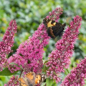 Butterfly Bush Pink - Buddleja davidii 10cm