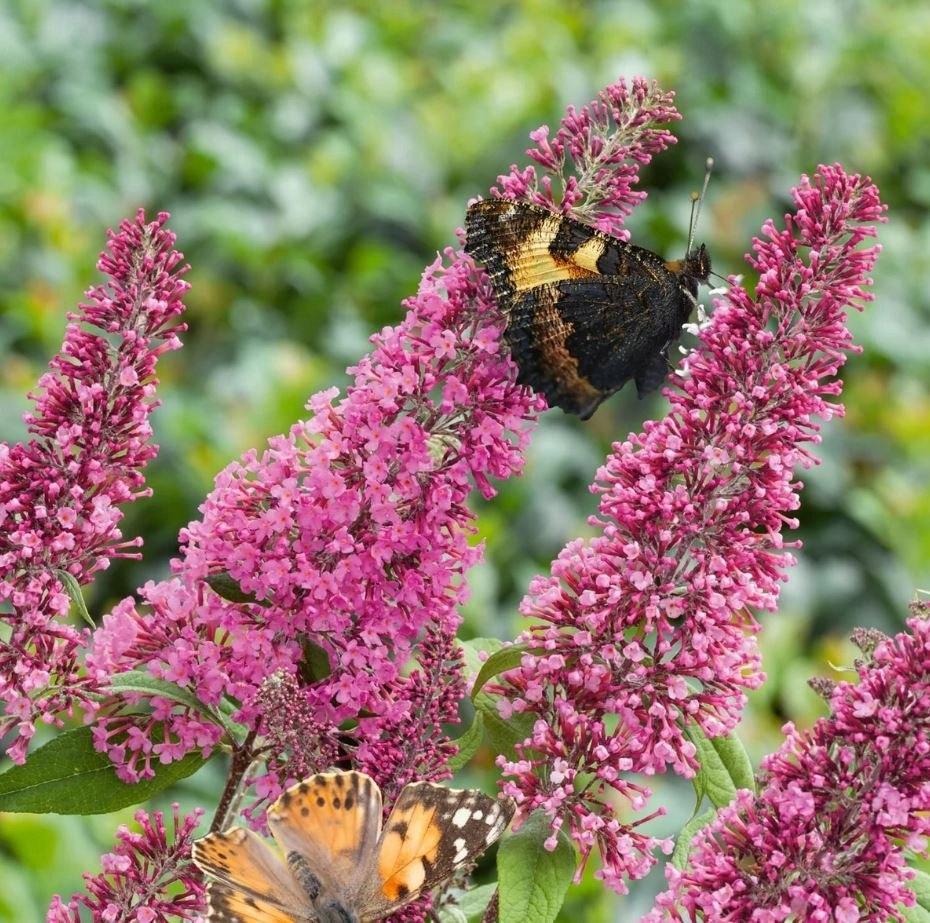 Butterfly Bush Pink - Buddleja davidii 10cm