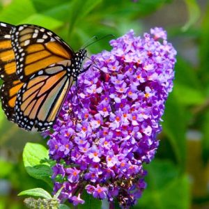 Butterfly Bush Purple - Buddleja davidii 10cm