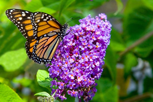 Butterfly Bush Purple - Buddleja davidii 10cm