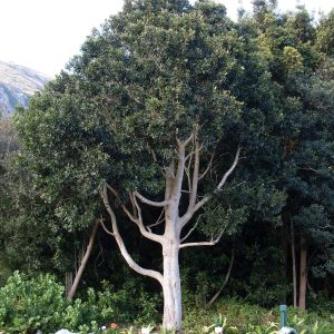 Cape Holly Tree - Ilex mitis 10L bag