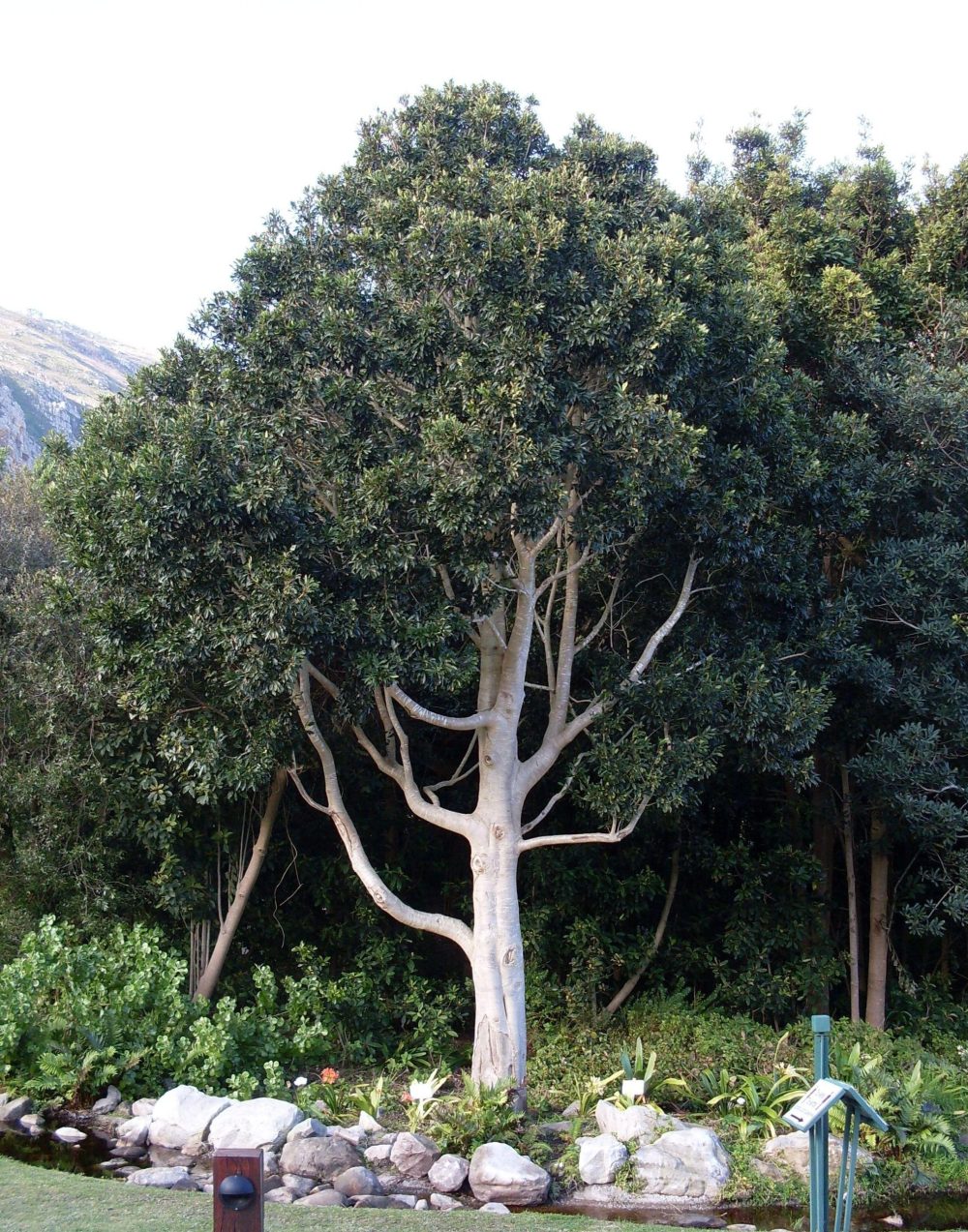 Cape Holly Tree - Ilex mitis 10L bag