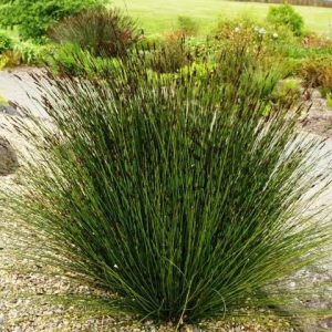 Cape Thatching Reed - Elegia Tectorum 17cm