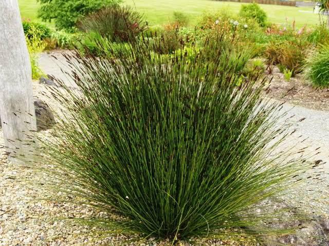 Cape Thatching Reed - Elegia Tectorum 17cm