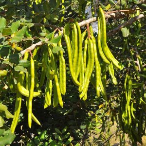 Carob Tree - Ceratonia siliqua 10L bag