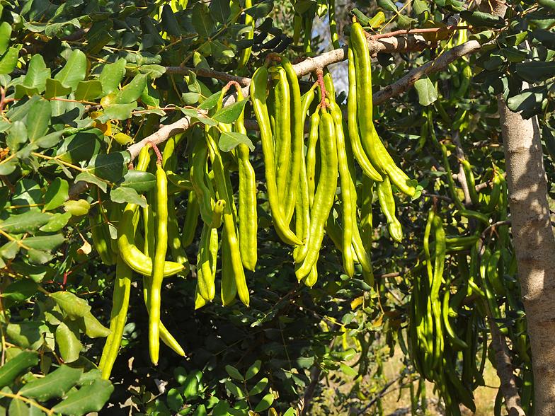 Carob Tree - Ceratonia siliqua 10L bag