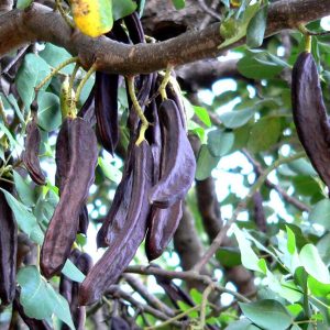 Carob Tree - Ceratonia siliqua 20L bag