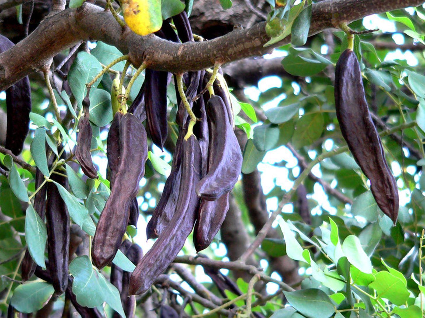 Carob Tree - Ceratonia siliqua 20L bag