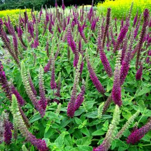Caucasian Germander - Teucrium hyrcanicum 15cm