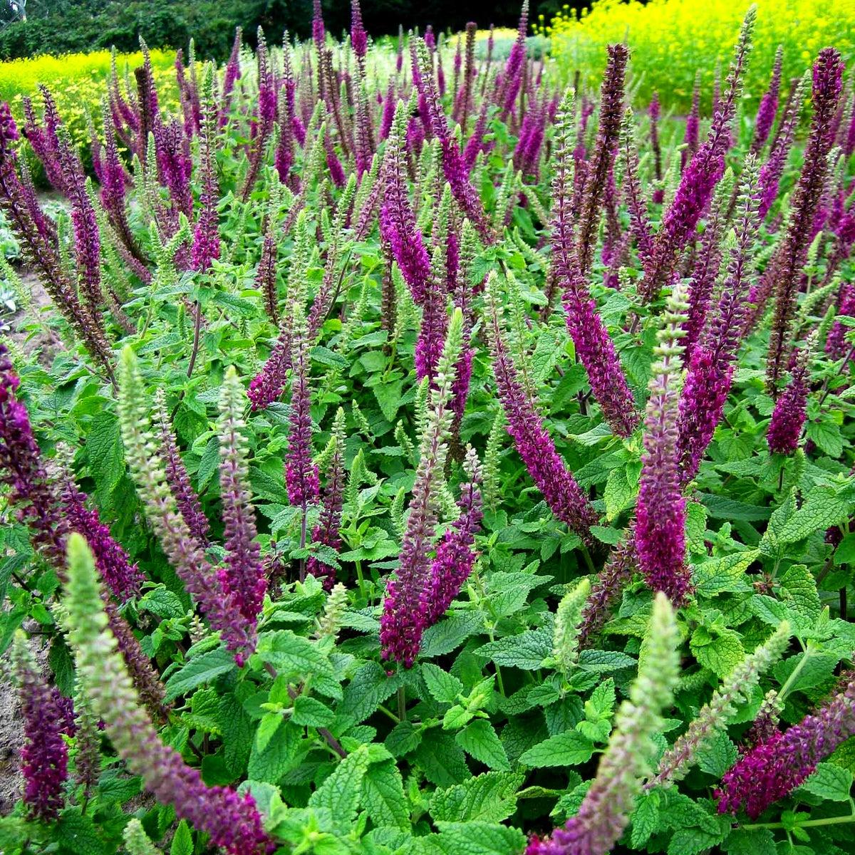 Caucasian Germander - Teucrium hyrcanicum 15cm