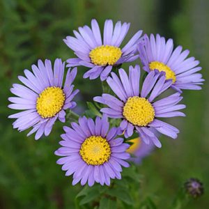 Felicia Echinata Lilac 15cm