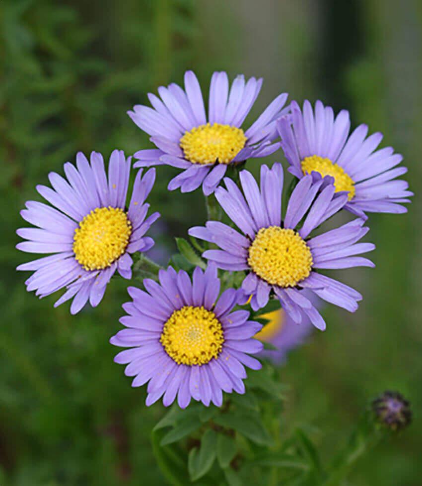 Felicia Echinata Lilac 15cm