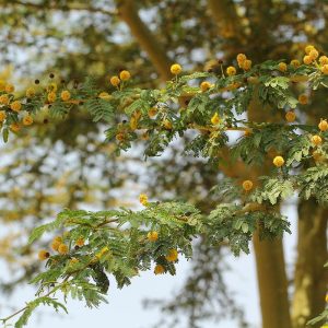 Fever Tree - Vachellia xanthophloae 20L bag
