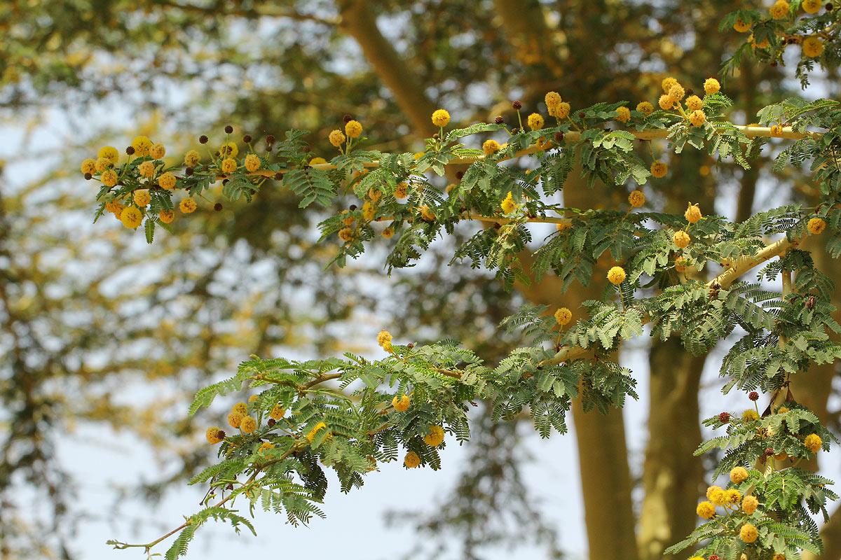 Fever Tree - Vachellia xanthophloae 20L bag