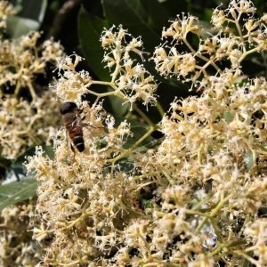 Forest Elder - Nuxia floribunda 20L bag