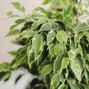 Hawaiian Fig - Ficus benjamina hawaii 20L bag