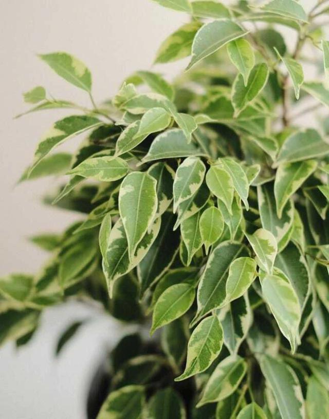Hawaiian Fig - Ficus benjamina hawaii 20L bag