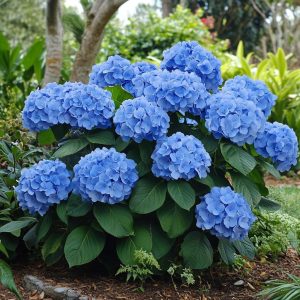 Hydrangea Early Blue - Hydrangea macrophylla early blue