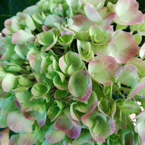Hydrangea Magical Anouk Christmas Rose - Hydrangea macrophylla 22cm