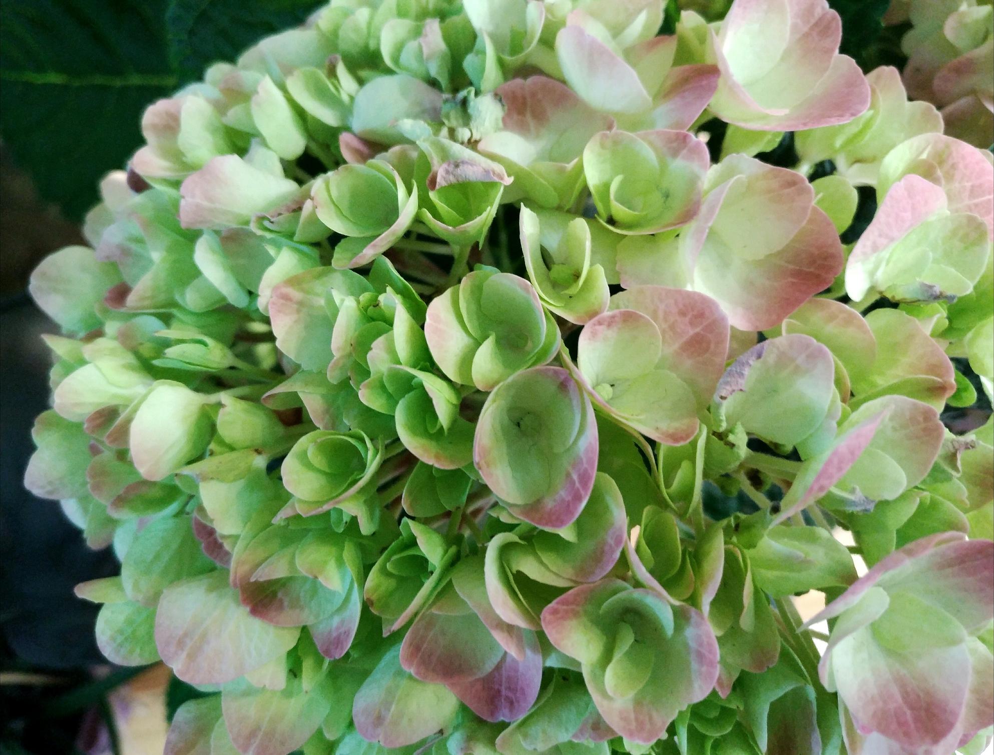 Hydrangea Magical Anouk Christmas Rose - Hydrangea macrophylla 22cm