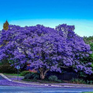 Jacaranda Blue - Jacaranda mimosifolia 20L bag
