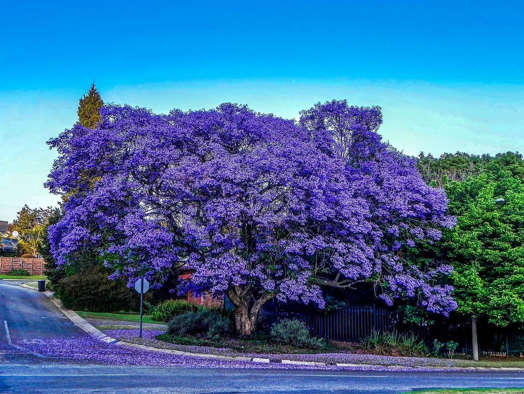 Jacaranda Blue - Jacaranda mimosifolia 20L bag