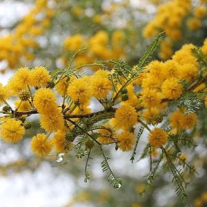 Karoo Thorn - Vachellia karroo 10L bag