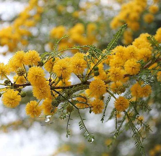 Karoo Thorn - Vachellia karroo 10L bag