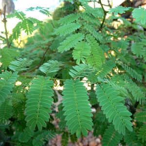 Monkey Thorn - Vachellia galpinii 10L bag