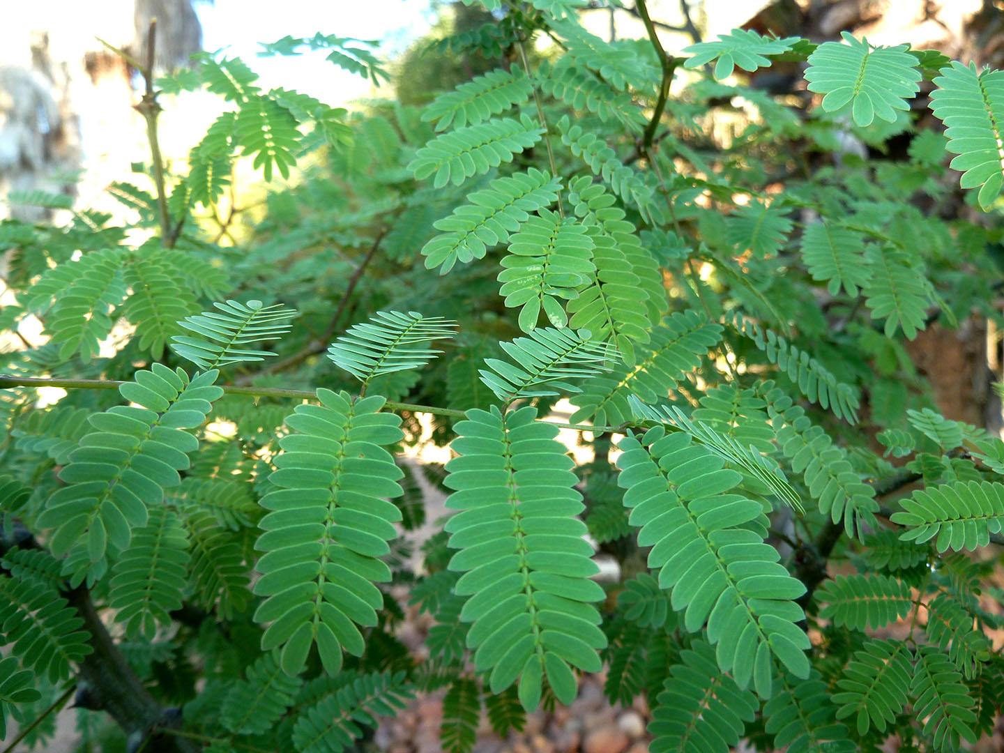 Monkey Thorn - Vachellia galpinii 10L bag