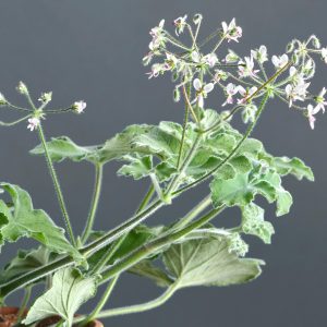 Peppermint Scented Pelargonium - Pelargonium tomentosum 15cm