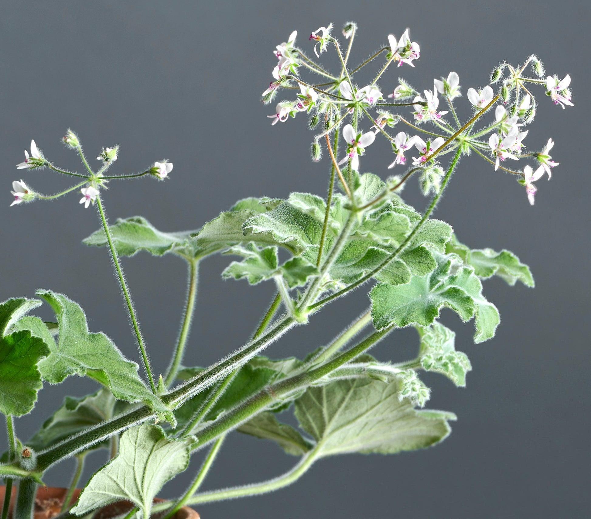 Peppermint Scented Pelargonium - Pelargonium tomentosum 15cm