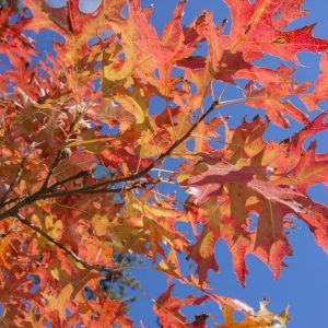 Pin Oak - Quercus palustris 20L bag