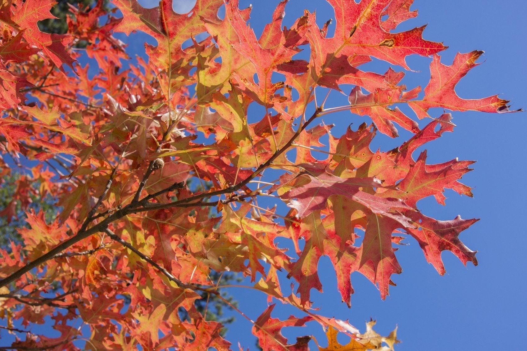 Pin Oak - Quercus palustris 20L bag